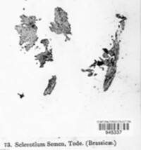 Typhula variabilis image